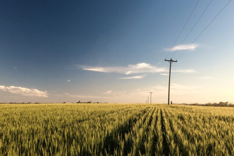 Alimentar la tierra para potenciar el futuro: el desafío de una producción sostenible